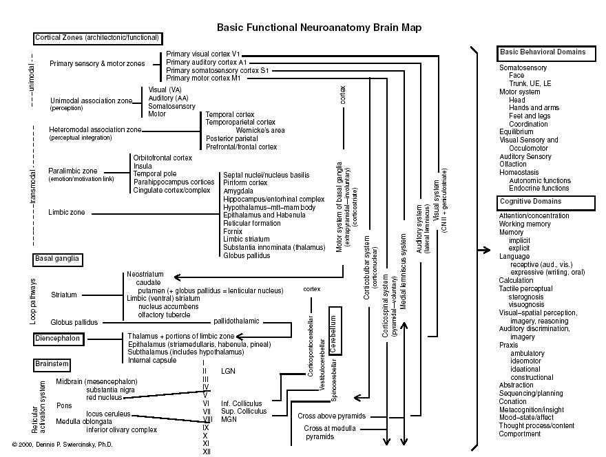 text: basicneurofunctionalanatomy