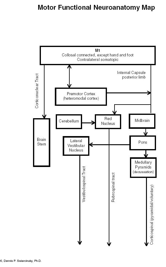 scheme: basicneurofunctionalmotor