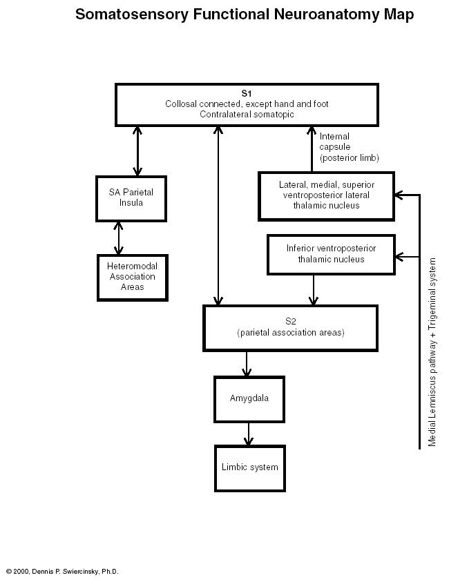 scheme: basicneurofunctionalsomatosensory