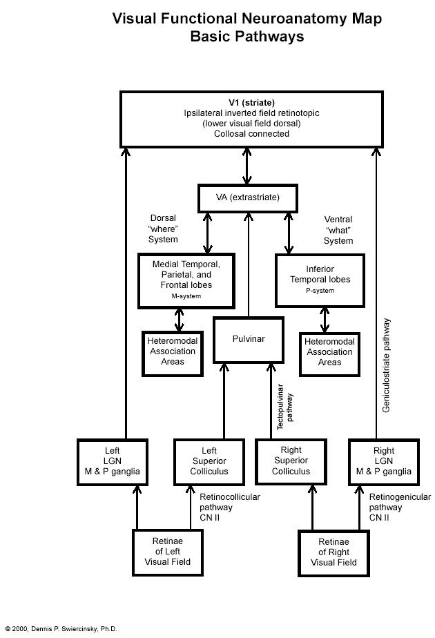 scheme: basicneurofunctionalvisual