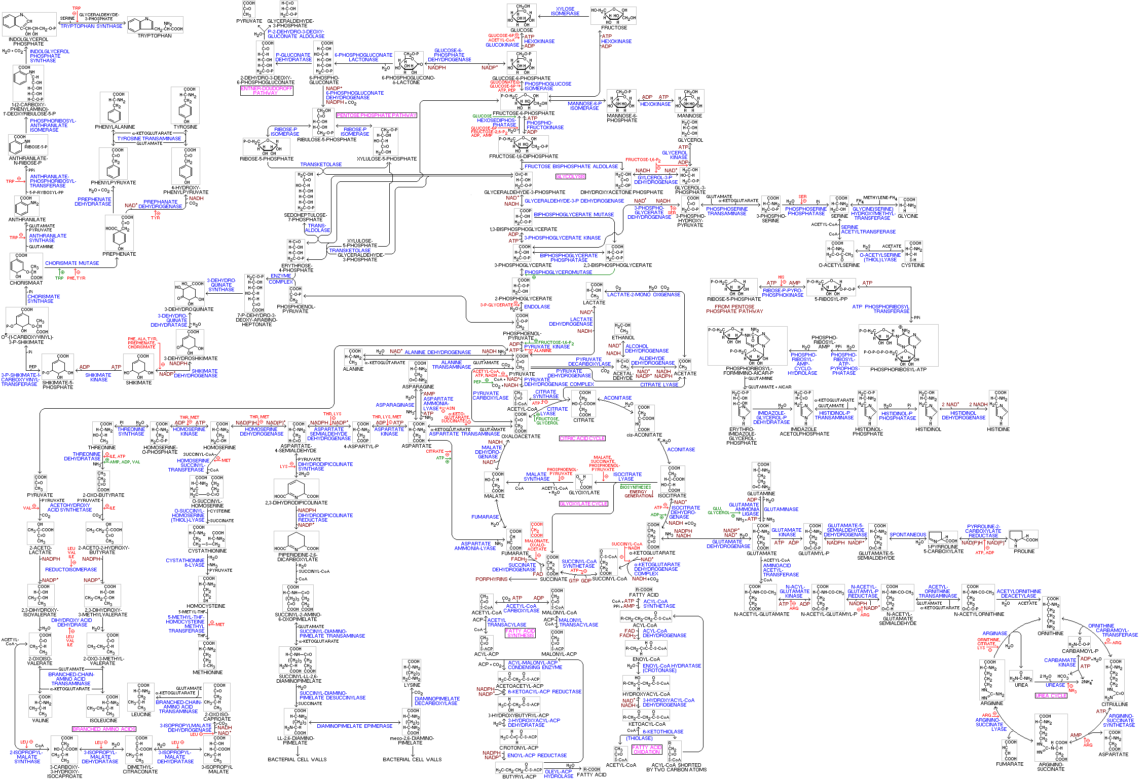 Metabolic Pathways Chart