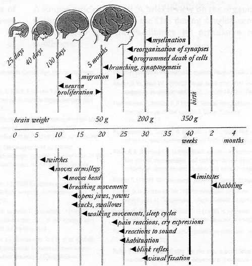 text: cognitivebrainontogenesis