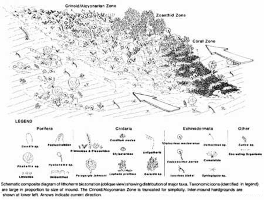 text: coral reefs water flows scheme