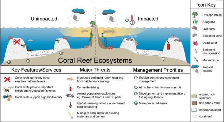 text: coralreefecosystemdrawing