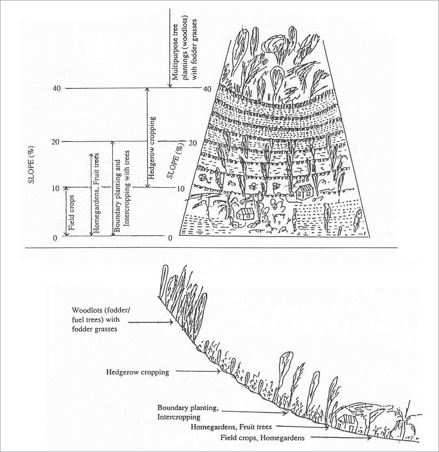 text: haitiillsideagriculture