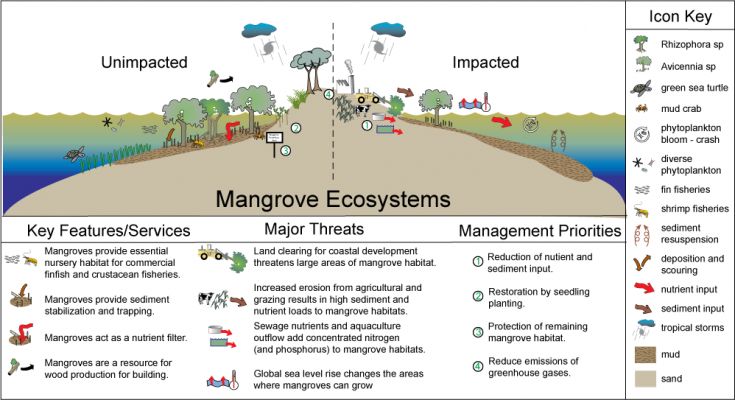 text: mangrovethreatdrawing