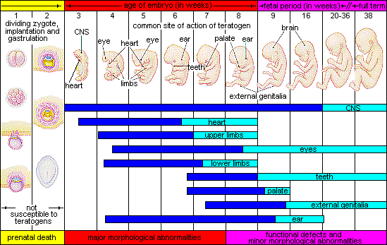 text: pregnancycriticalperiods