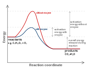 text: activatedchemicaltransformation